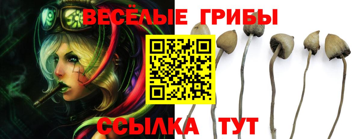 Псилоцибиновые грибы мицелий Междуреченск